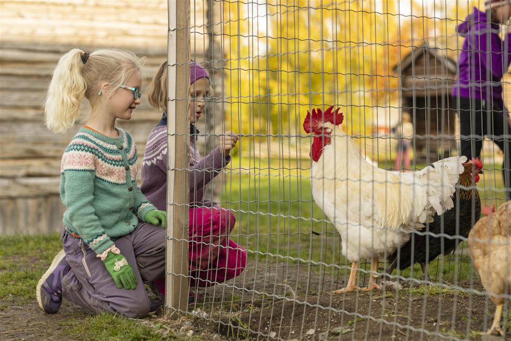 Barn ser på høner - Klikk for stort bilde